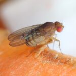 Mapean por completo el cerebro de una mosca y lo ponen a jugar videojuegos