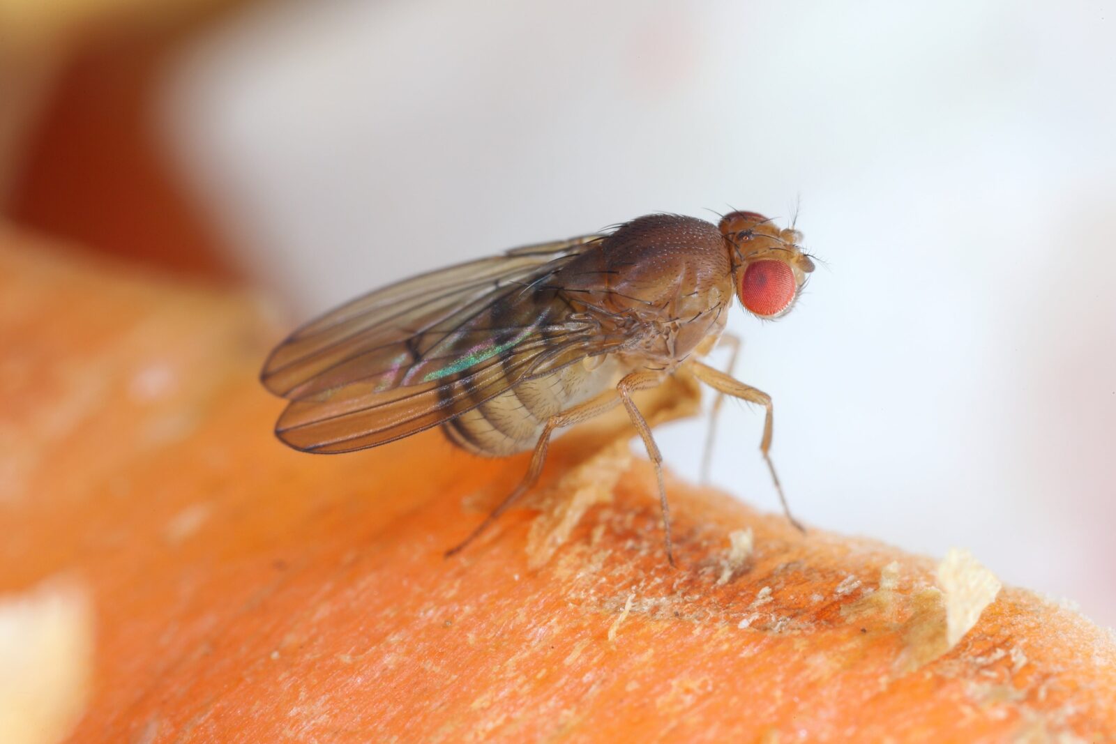Mapean por completo el cerebro de una mosca y lo ponen a jugar videojuegos