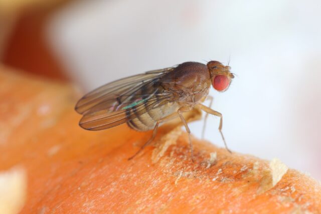 Mapean por completo el cerebro de una mosca y lo ponen a jugar videojuegos