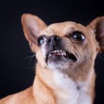IA descubre vínculos genéticos de perros mexicanos con coyotes y ancestros