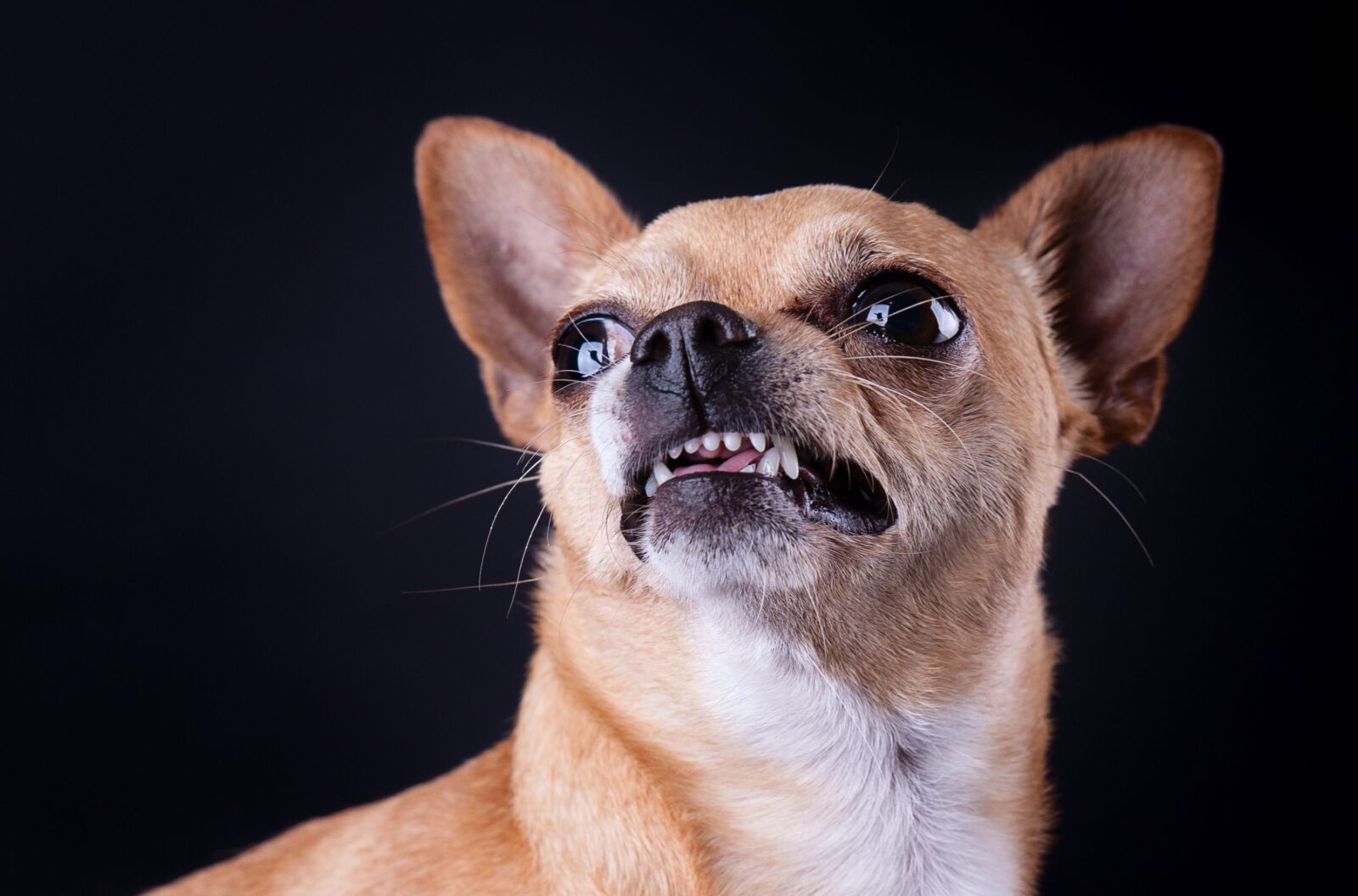 IA descubre vínculos genéticos de perros mexicanos con coyotes y ancestros