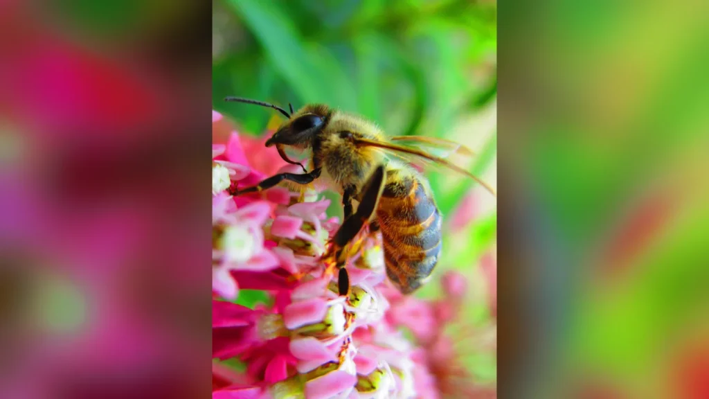 Bee lanza sus primeros dispositivos IA desde que Amazon lo compró