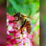 Bee lanza sus primeros dispositivos IA desde que Amazon lo compró
